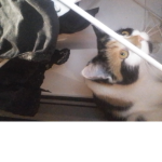 Join if cats r the best!