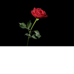 Roses Of Desert