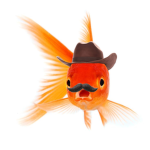 Cowboy Fish Gang