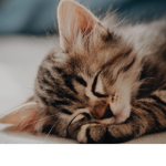 Kitten are the best