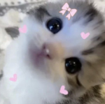 #TheKatz
