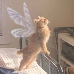 The Kitty Corner