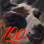 Llama Moody fan group