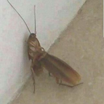 A Group of Roaches