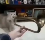 bigbumbpe