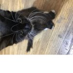 This my real life cat he is so cute