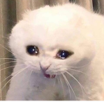 pop cat 來送robux
