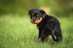 Puppy Pleaser