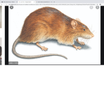 burnt rat unite ! [btw my friend hj and my sis hay