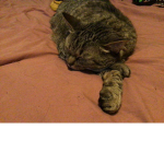 Cat clan 2