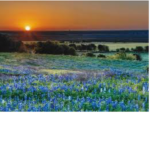 Bluebonnets