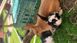 chocolateXrabbits