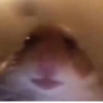 Vote For Hamster Cult
