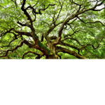 Tree HQ