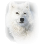 Puppys Rule - :3