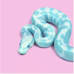 𝙃𝙚 𝙠𝙣𝙤𝙬𝙨