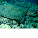 TURTLEZZZZZZZZZZZZZZZ