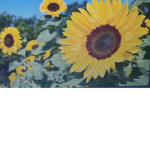 #SunflowerSquad!!