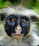 The monkey big backs