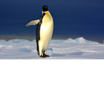 Penguin appreciation club