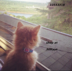 /kittyys
