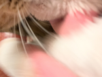 かわいこちゃんず