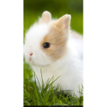 Bunny army forever