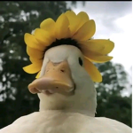 Quack Clan $