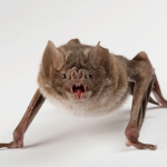 The fam of bats