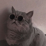 Drip Cat and Drip Doge YT