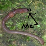 Little worm Friends, yes?