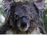 wet koalas :>