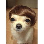 DOGGGGEE GROUP