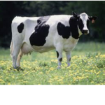 Magical cows!