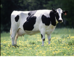 How Cow