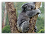 Koala People Gang