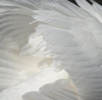 Angelitos 天使