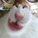 Tizer Studio's Group Thumbnail