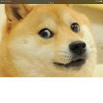 Doge cult OF DA AGES