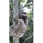 Sloth group!!!!!!