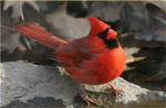 California Cardinals (C.C.)