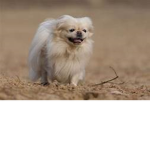 weeeeeewooooo