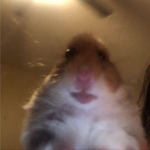 hamster :D