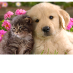 Cats and dogs Club fun