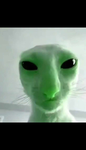 Cat's Sanniego