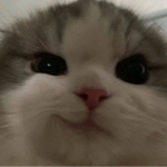 ShyStudios