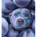 #BlueberryFamily