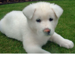choclate