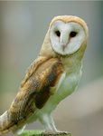 Owldex