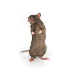 The RAT APOCALYPSE!